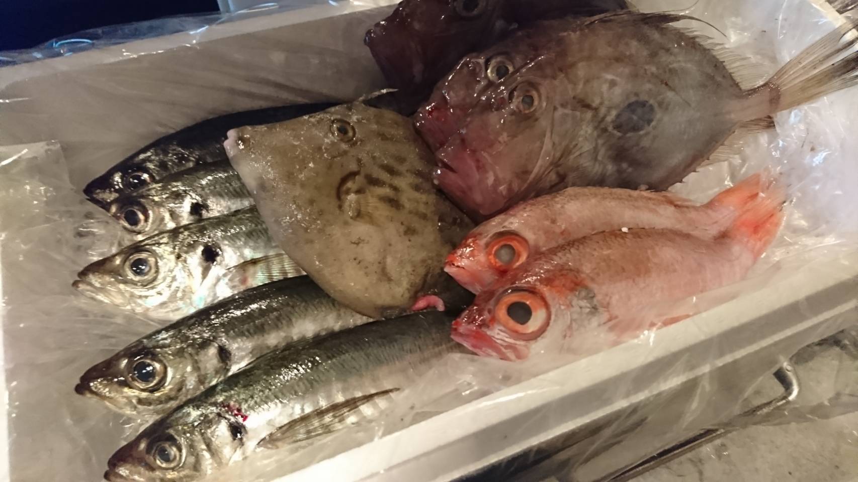 魚の写真